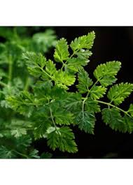 Image result for Anthriscus cerefolium