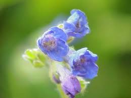 Attēlu rezultāti vaicājumam “Lophozia longiflora”