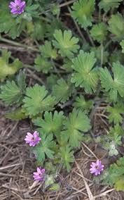 Attēlu rezultāti vaicājumam “Geranium molle flower”