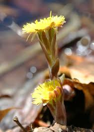 Attēlu rezultāti vaicājumam “Tussilago farfara bud”