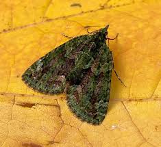 Attēlu rezultāti vaicājumam “Chloroclysta siterata”