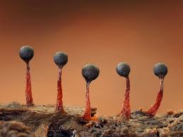 Attēlu rezultāti vaicājumam “Comatricha fragilis macro”