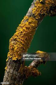 Attēlu rezultāti vaicājumam “Xanthoria parietina”