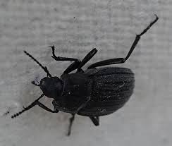 Attēlu rezultāti vaicājumam “Isomira murina”