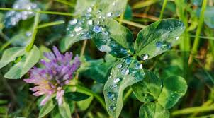 Attēlu rezultāti vaicājumam “Trifolium dubium leaf”