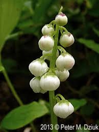 Attēlu rezultāti vaicājumam “Pyrola minor flower”