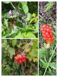 Attēlu rezultāti vaicājumam “Lonicera caprifolium fruit”