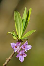 Attēlu rezultāti vaicājumam “Daphne mezereum leaf”