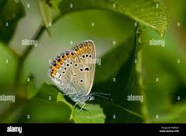 Attēlu rezultāti vaicājumam “Agrodiaetus amandus female”