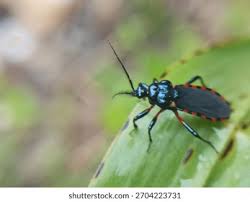 Attēlu rezultāti vaicājumam “Rhynocoris annulatus”