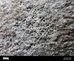 Attēlu rezultāti vaicājumam “Verrucaria hydrela”