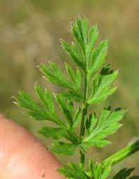Attēlu rezultāti vaicājumam “Daucus carota subsp. carota leaf”