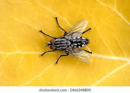 Attēlu rezultāti vaicājumam “Sarcophaga carnaria”