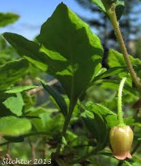 Attēlu rezultāti vaicājumam “Menziesia ferruginea”