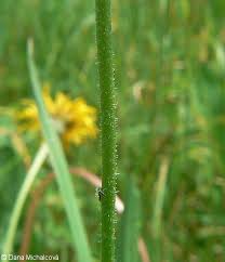 Attēlu rezultāti vaicājumam “Leontodon hispidus fruit”