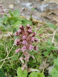 Attēlu rezultāti vaicājumam “Petasites hybridus leaf”