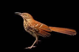 Image result for Toxostoma rufum