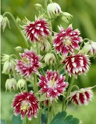 Image result for Aquilegia vulgaris `Nora Barlow`