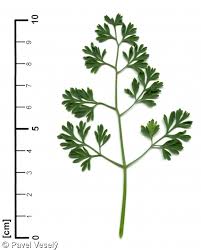 Attēlu rezultāti vaicājumam “Fumaria officinalis leaf”