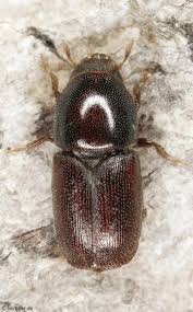 Attēlu rezultāti vaicājumam “Scolytidae”