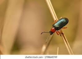 Attēlu rezultāti vaicājumam “Lebia chlorocephala”