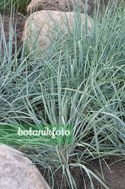 Attēlu rezultāti vaicājumam “Leymus arenarius”