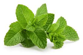 Image result for Mentha piperita