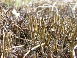 Attēlu rezultāti vaicājumam “Cladonia cornuta”
