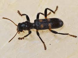 Attēlu rezultāti vaicājumam “Cleridae”