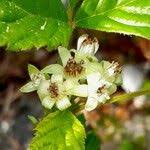 Attēlu rezultāti vaicājumam “Rubus saxatilis flower”