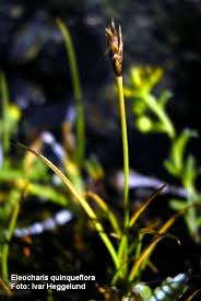 Attēlu rezultāti vaicājumam “Eleocharis quinqueflora”