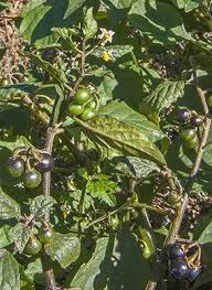 Attēlu rezultāti vaicājumam “Solanum nigrum”