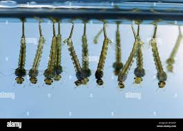 Attēlu rezultāti vaicājumam “Culex pipiens larva”