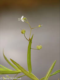 Attēlu rezultāti vaicājumam “Veronica scutellata flower”