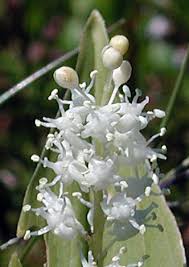 Attēlu rezultāti vaicājumam “Maianthemum bifolium”