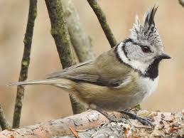 Attēlu rezultāti vaicājumam “Lophophanes cristatus”