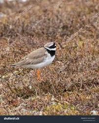 Attēlu rezultāti vaicājumam “Charadrius hiaticula adult”