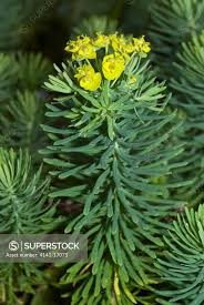 Attēlu rezultāti vaicājumam “Euphorbia cyparissias flower”