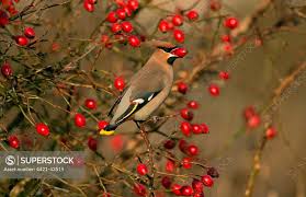 Attēlu rezultāti vaicājumam “Bombycilla garrulus adult”