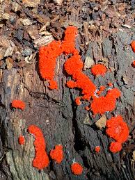 Attēlu rezultāti vaicājumam “Tubifera ferruginosa subsp. acutissima macro”