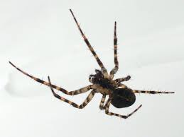 Attēlu rezultāti vaicājumam “Metellina merianae”