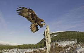 Attēlu rezultāti vaicājumam “Aquila chrysaetos adult”