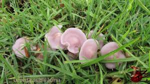 Attēlu rezultāti vaicājumam “Lepista sp.”
