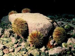 Image result for Strongylocentrotus droebachiensis