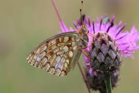 Attēlu rezultāti vaicājumam “Argynnis niobe underside”