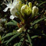 Attēlu rezultāti vaicājumam “Ledum palustre flower”