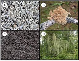 Attēlu rezultāti vaicājumam “Hertelidea botryosa”