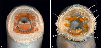 Attēlu rezultāti vaicājumam “Lampetra fluviatilis”