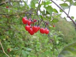 Attēlu rezultāti vaicājumam “Solanum dulcamara fruit”