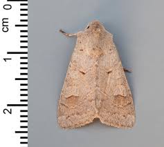 Attēlu rezultāti vaicājumam “Alcis repandata”